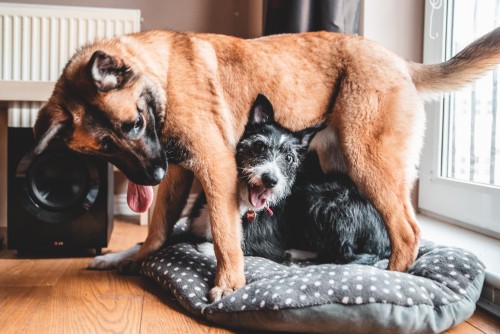 Bonnie and Jess - The Dogs of Benny Smyth DJ